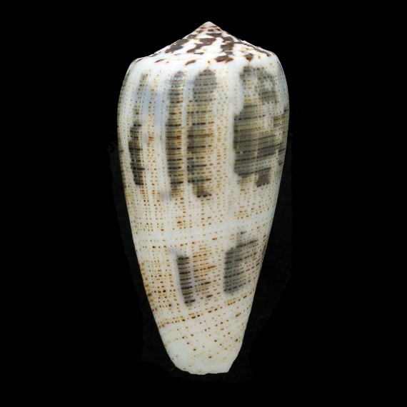 magus 60,3mm