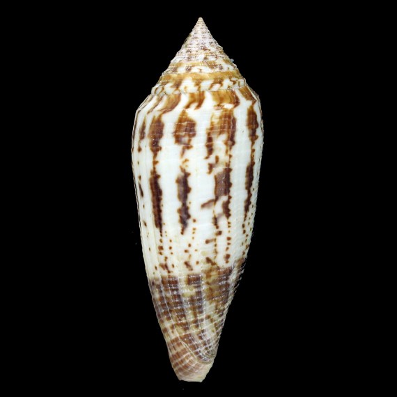 australis 102,8mm SUPERB