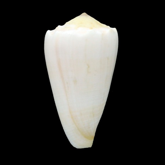 marmoreus suffusus 50,7mm