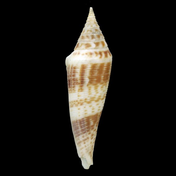 edpetuchi 70,3mm GIANT