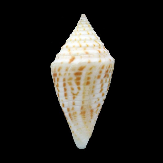 acutangulus 33,3mm