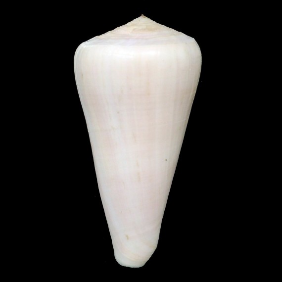 berdulinus 79,0mm RARE COLOR