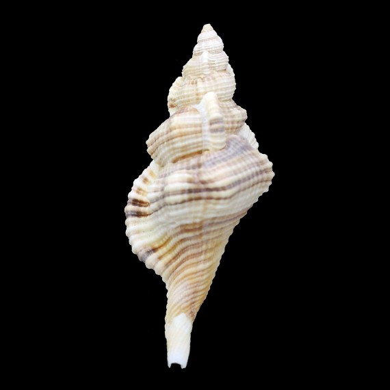 pfeiffarianus 52,5mm
