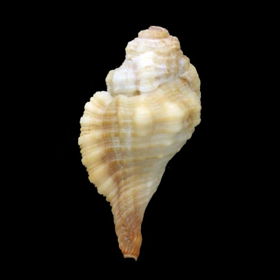 trigonum 34,0mm
