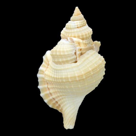 clathrata 58,2mm