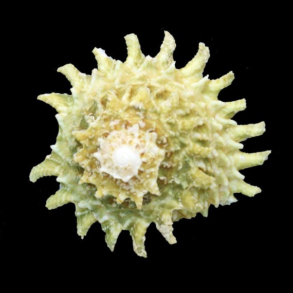 phoebium 64,8mm