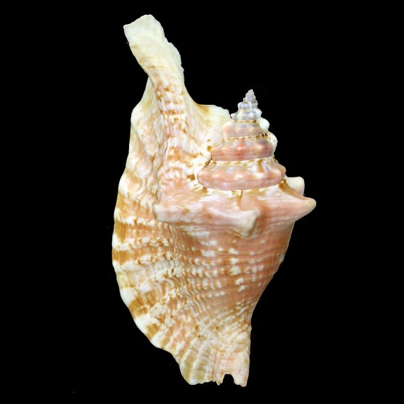 gallus 122,3mm