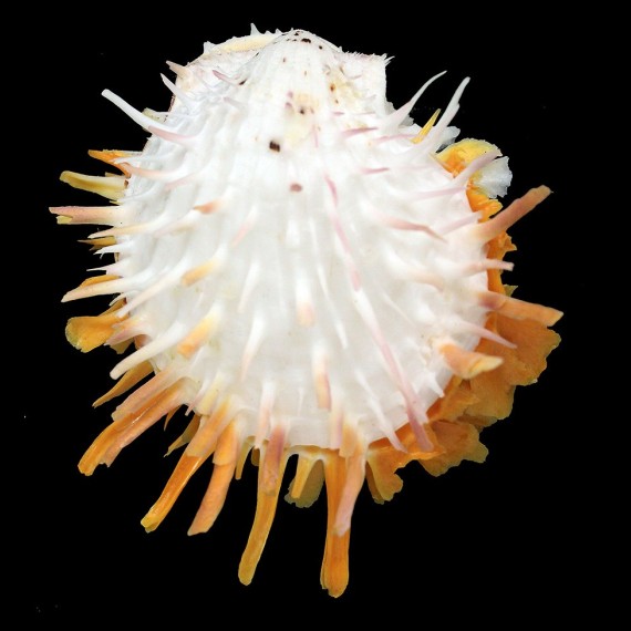versicolor 91,0mm SUPERB