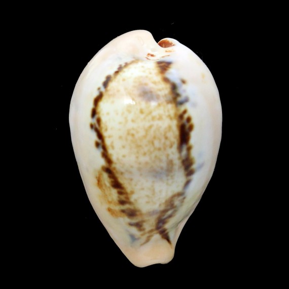 hungerfordi 37,2mm