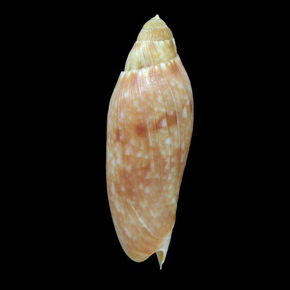 grossi 64,5mm