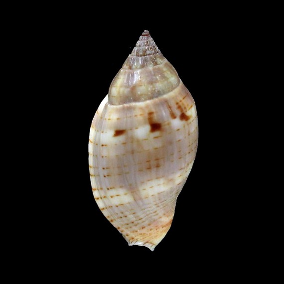 deliciosa 31,7mm