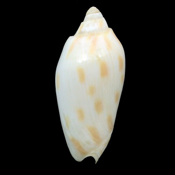 canaliculata harfordi 44,0mm