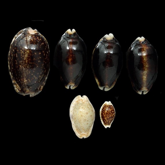 LOT NIGER ROSTRATE