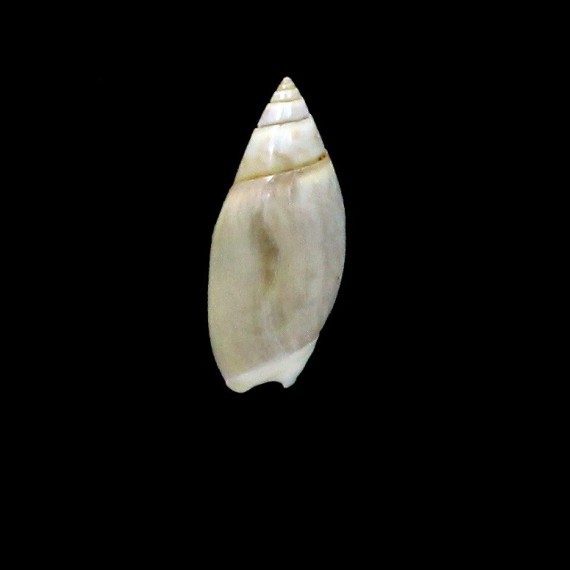 baetica 13,2mm