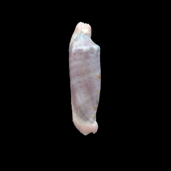 piriei 23,0mm