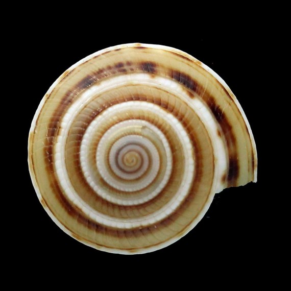 modesta 24,8mm