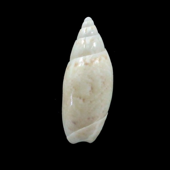carminiae 16,2mm