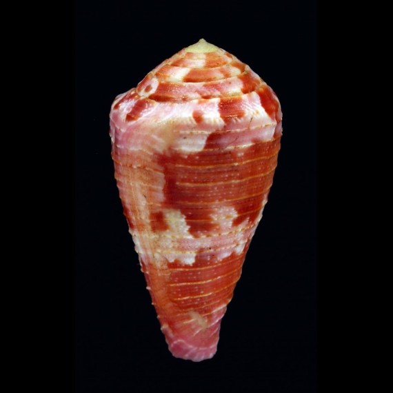 pertusus amabilis 51,0mm