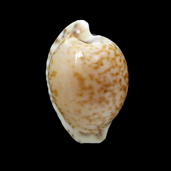 algoensis 26,1mm BIG
