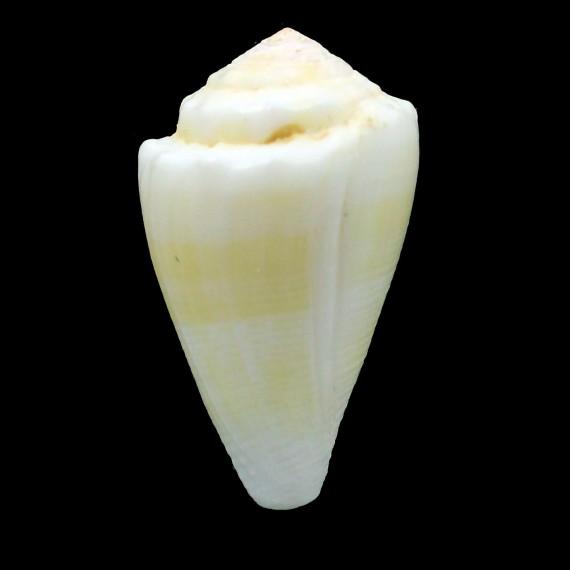 olgiati 37,7mm
