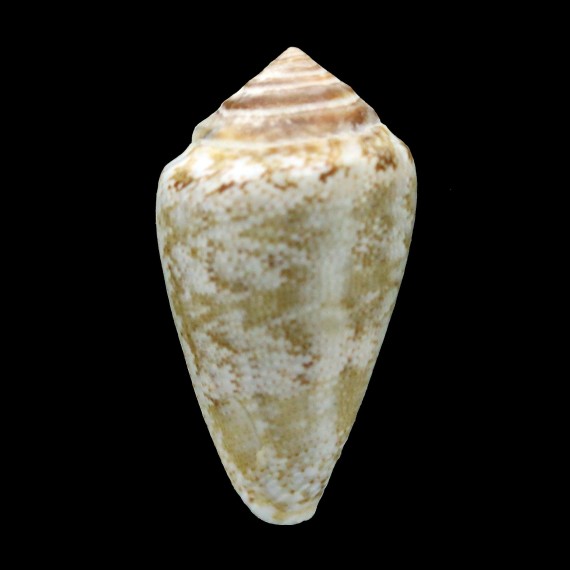 ventricosus 44,2mm