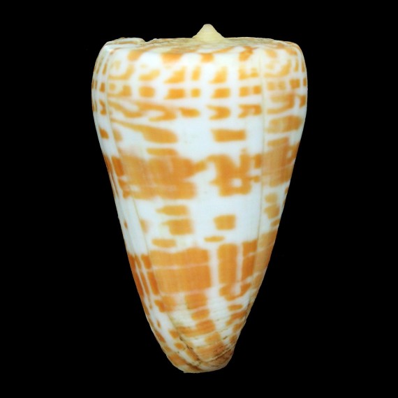 tessulatus 65,6mm BIG