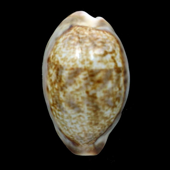 zonaria 40,3mm