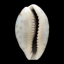 zonaria 40,3mm
