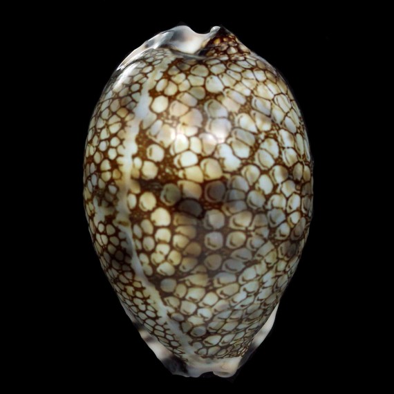 histrio westralis 67,8mm