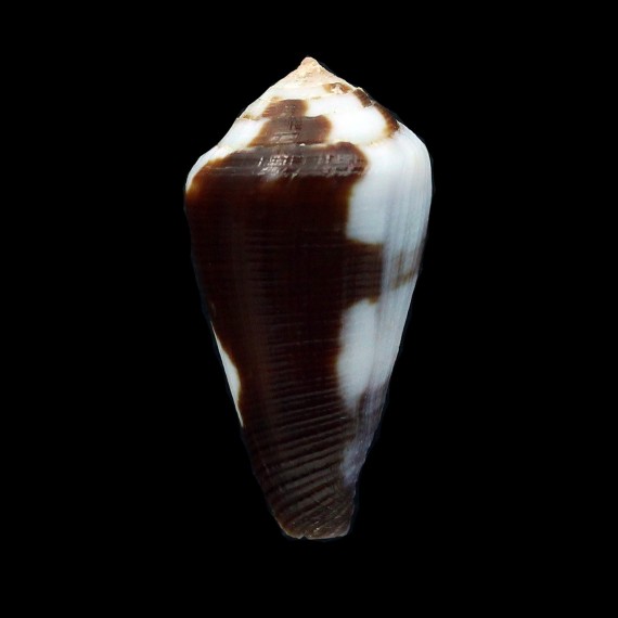 coffeae 33,6mm