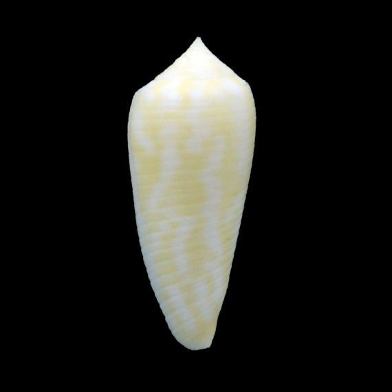 oishii 38,0mm YELLOW
