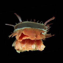 americanus 109,5mm MARTINIQUE
