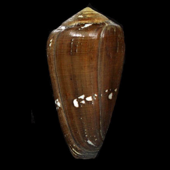 pseudoecho 69,0mm BIG