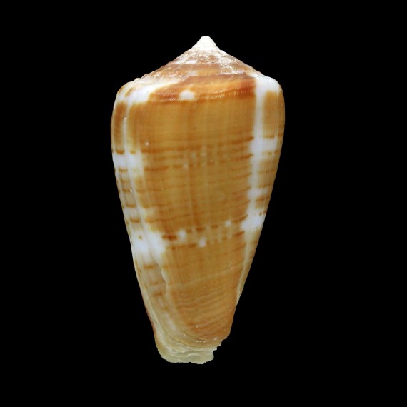 ardisiaceus 44,0mm
