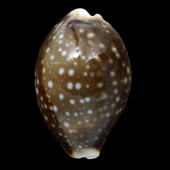 vitellus 51,3mm DARK