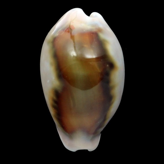 spadicea 55,1mm