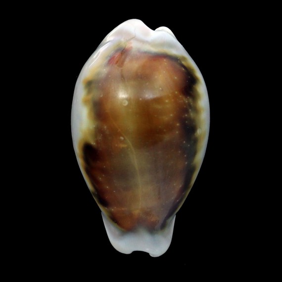spadicea 57,0mm GIANT