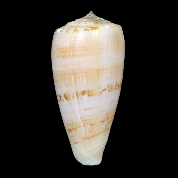 anemone peronianus 74,1mm
