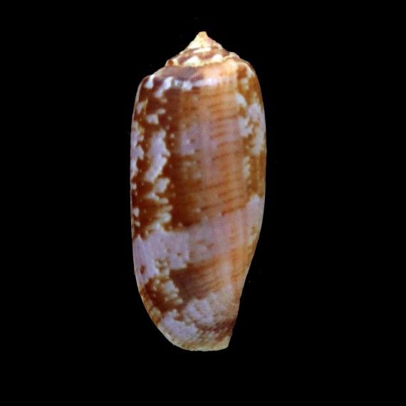 obscurus 34,9mm