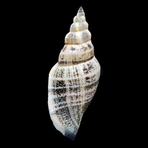 urceus 62,0mm SUPERB
