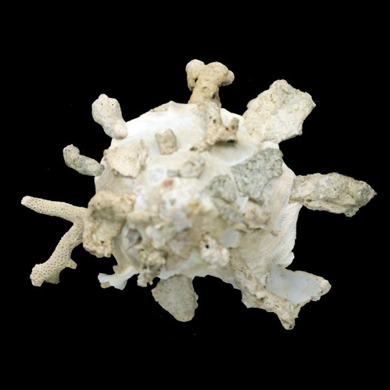 pallidula 114,4mm