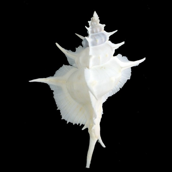alabaster 160,2mm SPLENDID