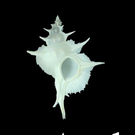 alabaster 160,2mm SPLENDID