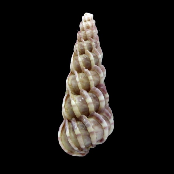 clathrus 35,7mm