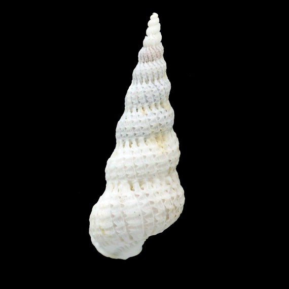 varicosa 45,0mm