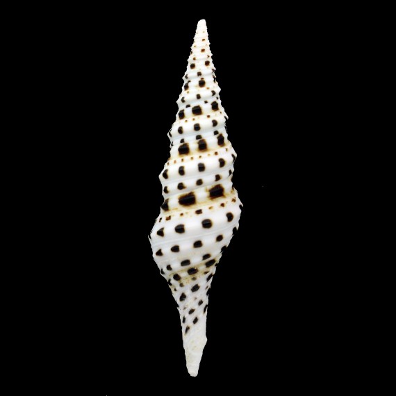 babylonia 84,8mm