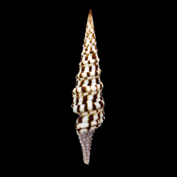 cristata 68,6mm