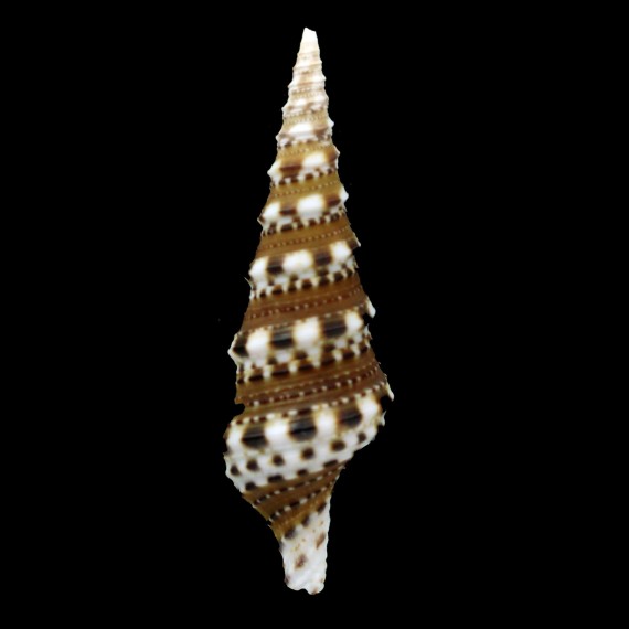spectabilis 53,0mm