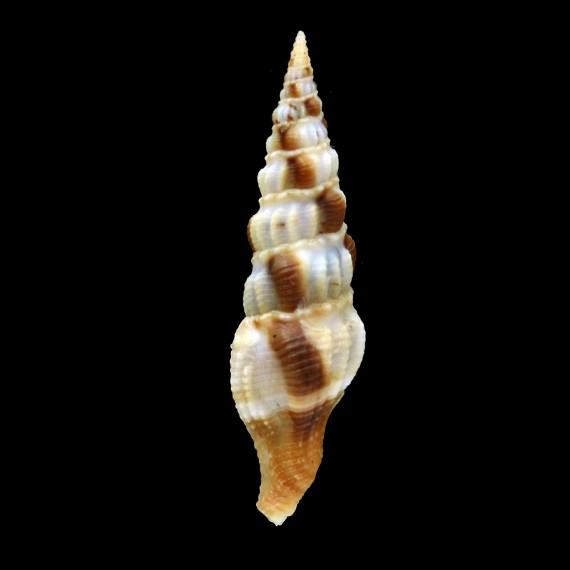 rufovaricosus 46,0mm