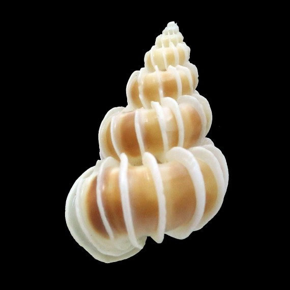 pallasi 28,2mm